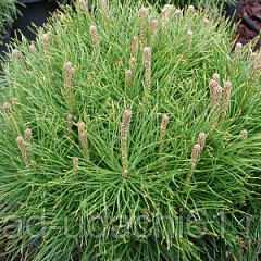 Сосна черная "Глобоза" (Globosa)