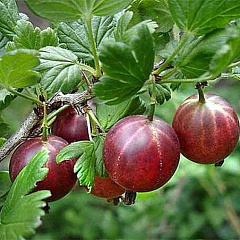 Крыжовник "Консул"