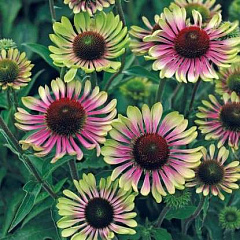 Echinacea purpurea "Грин Твистер" (Green Twister)