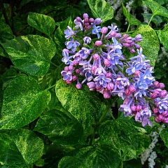 Сирень обыкновенная "Аукубафолия" (Aucubaefolia)